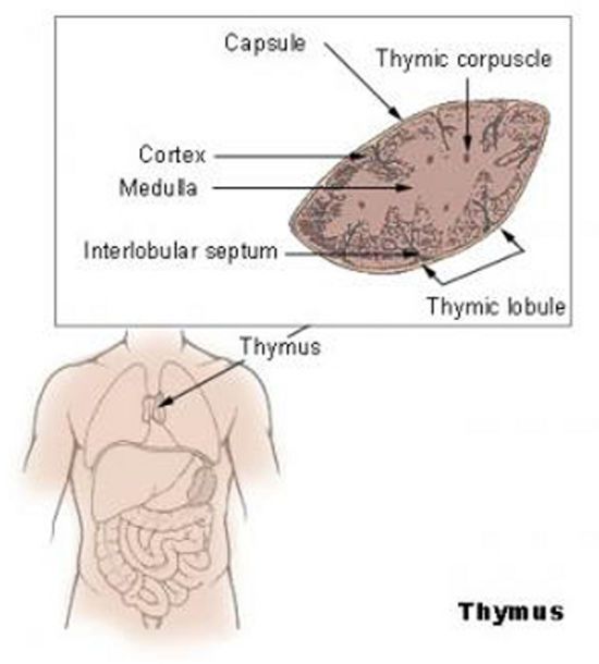 Речь идет о тимусе – вилочковой железе, расположенной рядом с сердцем и играющей ключевую роль в иммунной системе