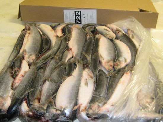 Специалисты Россельхознадзора по Челябинской области задержали крупную партию рыбы.