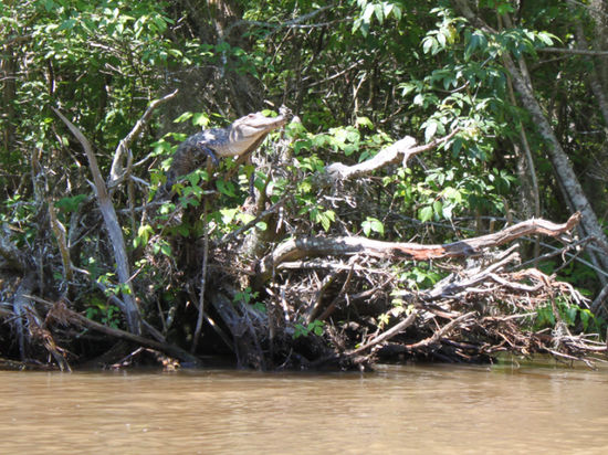 Так что «если вы захотите спрятаться от крокодила на дереве — это плохая идея!», предупреждают зоологи