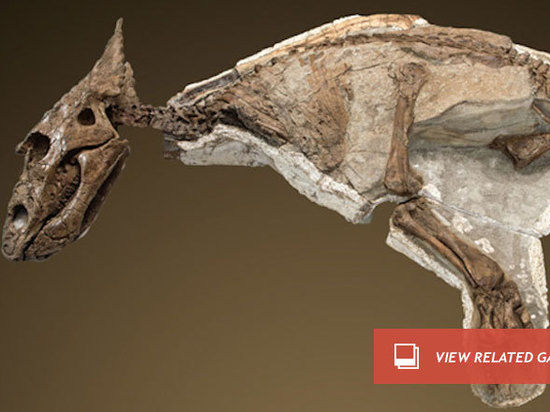 Скелет недавно найденного детеныша динозавра настолько цел, что он, кажется, готов выпрыгнуть из скалы, в которой был погребен