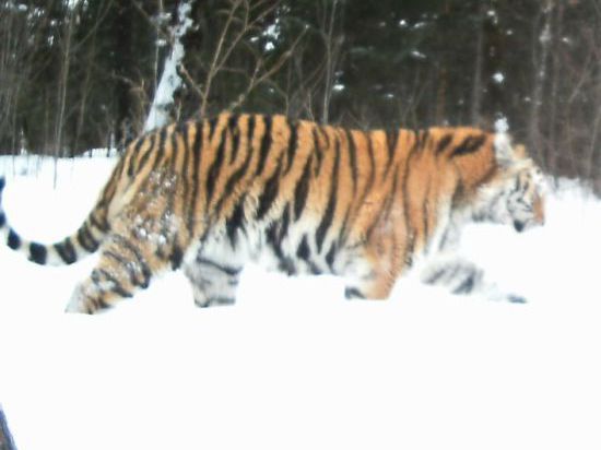 Анюйский парк стал тигриным домом