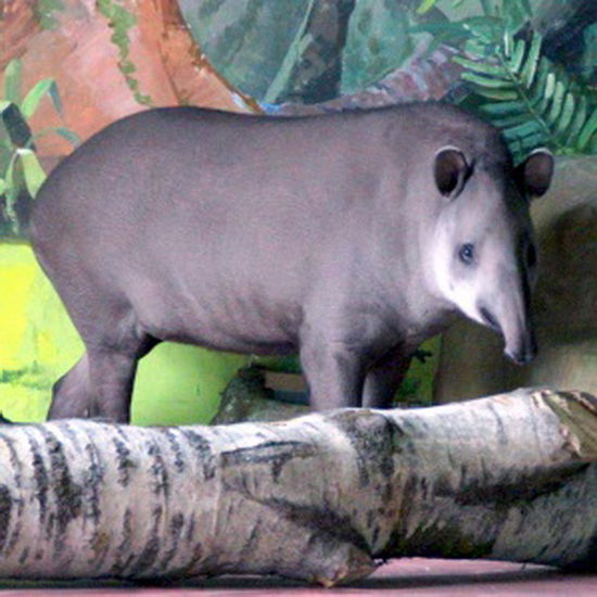 Новое животное - равнинный тапир – поселился в зоопарке "Лимпопо"