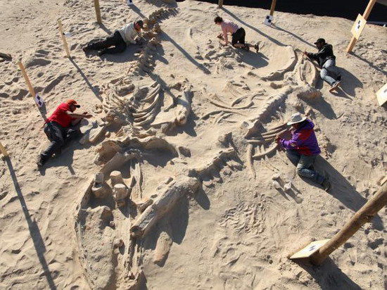 Учёные раскрыли тайну массовых смертей китов в стародавние времена