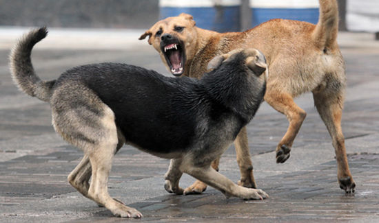 Как оградить жителей Якутска от нападения бродячих собак 