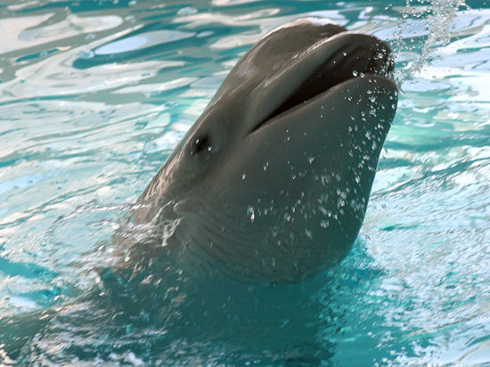 Популярный лозунг революции зазвучал по-новому: «Сала дельфинам! Героям сала!»


