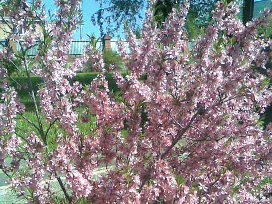 В новостных телепрограммах прошел сюжет: в Японии начинается цветение сакуры, значит, пришел праздник весны. 