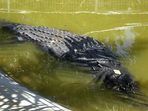 На Филиппинах пойман живьем самый большой крокодил