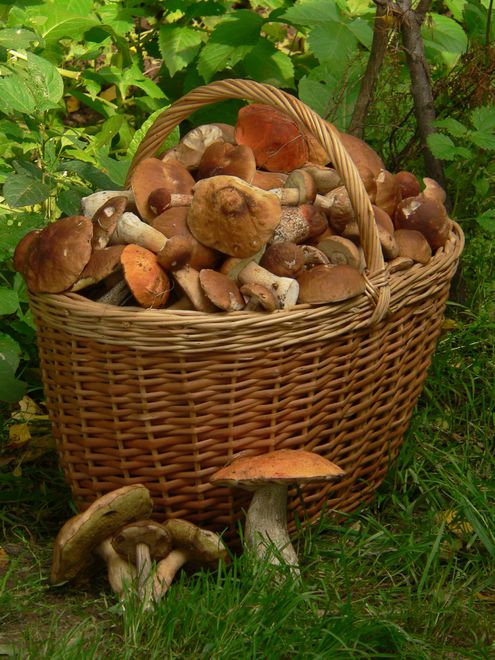 «МК» выяснил, где лучше всего этим летом охотиться на грибы