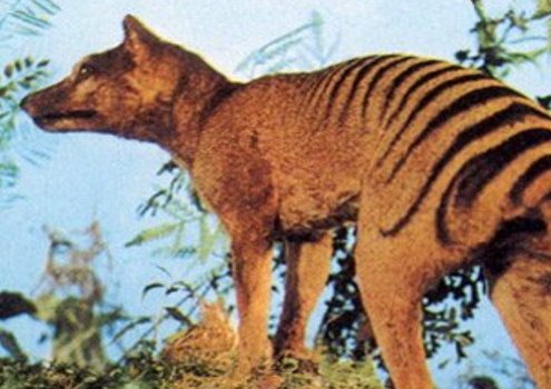 Тасманийский волк не ел овец