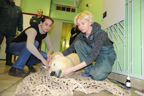 Пополнение в Московском зоопарке