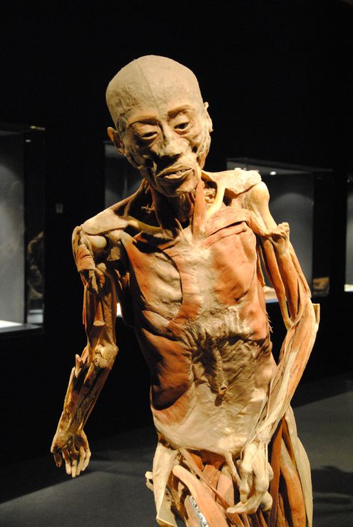 Анатомическая выставка «Тайны тела. Вселенная внутри» в Нижнем Новгороде