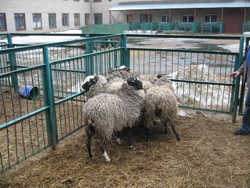 Арабские аспиранты выводят в Подмосковье чудо-овцу