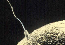 Доноры спермы: нужна ли анонимность?