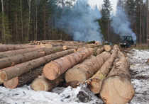 В лесах Серпуховского района ни на минуту не стихает шум рабочей техники — идет санитарная рубка деревьев, пострадавших от нашествия жука короеда-типографа