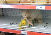 Приключения котов в магазинах: по всему миру сняли видео а-ля Владивосток