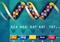К четырем буквам генетического алфавита "книги жизни" прибавилось еще две