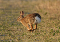 Экологи пересчитали московских зайцев