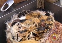 Туши тигра и леопарда, найденные в московских ресторанах, мог продать поварам один из зоопарков