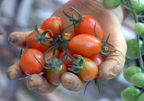 Быстрее гречки дорожают разве что помидоры