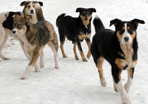 В Битцевском парке стая собак насмерть загрызла пенсионерку