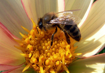 Британские ученые предрекают вымирание пчел, российские пчеловоды пока спокойны