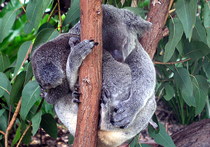 В Австралии тихой сапой погубили 686 коал
