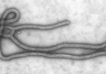 "Без серьезных побочных эффектов" - в США успешно испытали на людях новую вакцину от Эбола