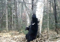 Гималайский медведь из Приморья поразил интернет танцевальным видео