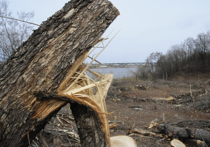Экология с мусором, но без деревьев