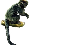 Первые примитивные приматы приплыли в Южную Америку на бревнах 36 млн лет назад