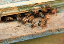 Пчелы защитили плантацию конопли, искусав полицейских