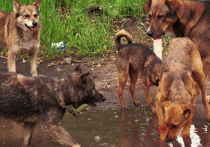 Стая собак загрызла второклассницу на школьном дворе в ЯНАО