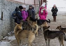 В Улан-Удэ бродячие собаки едва не растерзали восьмилетнего мальчика