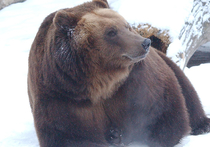 Не додавили: Норильский медведь чудом спасся от "охотников" на тепловозе