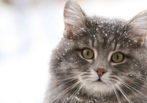 Кошка из России, спасшая выброшенного на мороз младенца, стала звездой мировых СМИ