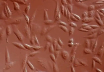 Ученые из клеток кожи мужчины создали женские яйцеклетки и сперму