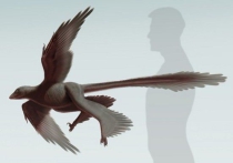 В Китае найдены останки крупнейшего четырехкрылого динозавра