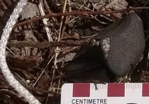 На Кольском полуострове уральские ученые нашли метеорит