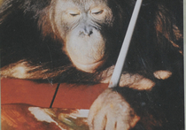 Орангутанов в Московском зоопарке научили рисовать