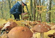 Небывалый урожай грибов — к войне? Специалисты прокомментировали народные приметы