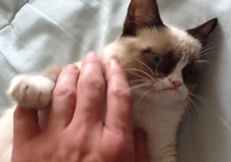 Хозяйка "сердитого кота", покорившего соцсети, опровергла сообщения о своих миллионах