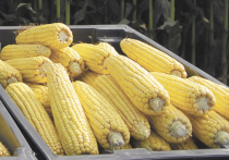Стоит ли бояться ГМО, особенно скрещивания пшеницы со скорпионом?