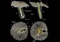 Найден невиданный морской "гриб", который назвали дендрограммой