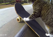 Австралиец научил кошку кататься на скейтборде