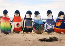 Старейший житель Австралии помог пингвинам свитерами