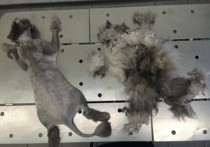 Московские ветеринары обрили налысо кота, которого сковал огромный колтун
