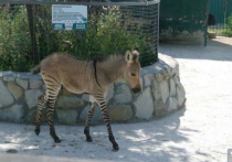 В Крымском зоопарке родился необычный зверь