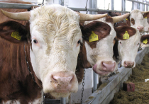 В Лотошинском районе  молочных коров «уволили переводом»