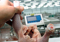 В Россию пытались незаконно ввезти сто тонн сосисок и курятины из США 