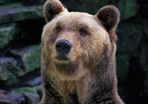 Медведи в Московском зоопарке проснулись на две недели раньше 
